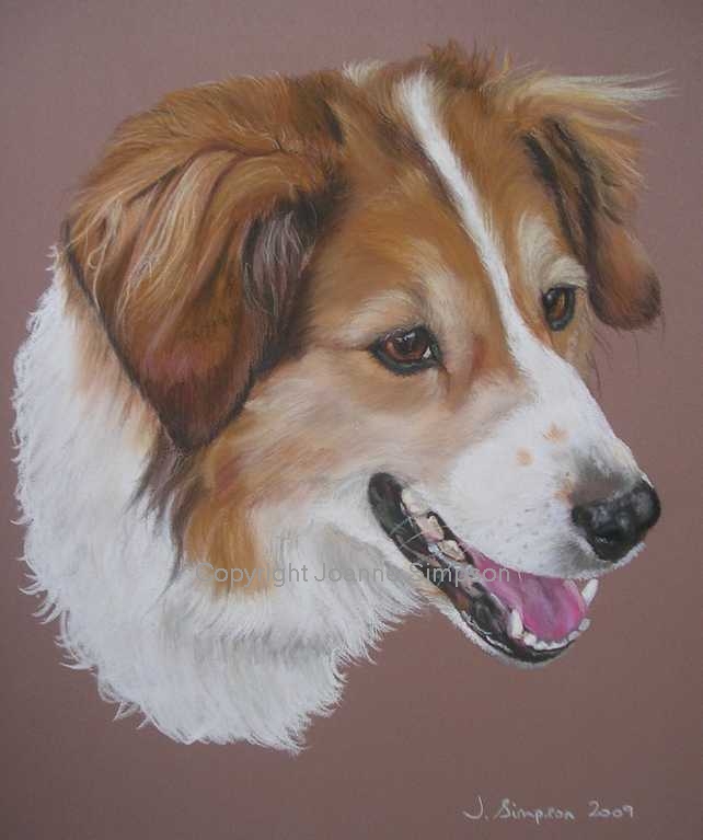 Border Collie portrait by Joanne Simpson.